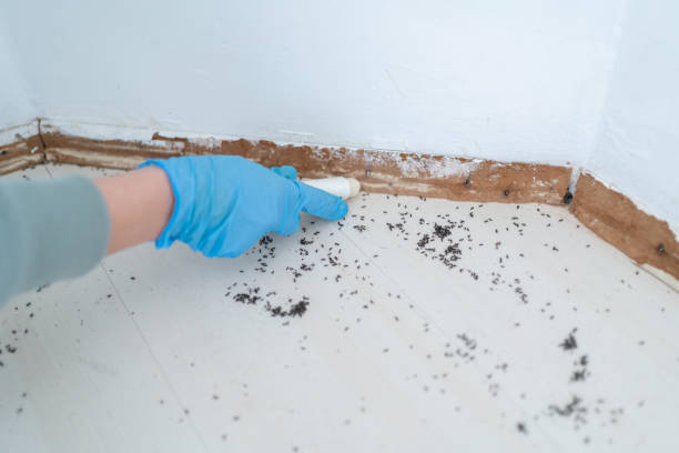 Best Pest Control for Businesses  in New Haven, MO